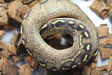 Piton Bola Freeway Hembra ID R5-08
