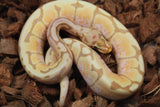 Piton Bola Banana Spider Macho ID R1-06