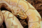 Piton Bola Banana Spider Macho ID R1-06