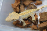 Gecko Crestado ID R3-10