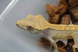 Gecko Crestado ID R3-10