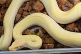 Piton Burmes Pearl Green 66% Het Laberinto Hembra ID R5-17