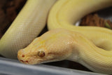 Piton Burmes Pearl Green 66% Het Laberinto Hembra ID R5-17