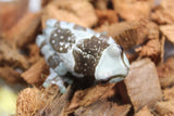 Rana de Leche (Milk) Juvenil