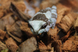 Rana de Leche (Milk) Juvenil