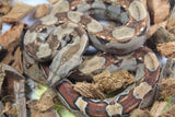 Boa Colombiana 100% Het Blood 66% Het Khal Albino Macho ID R8-16