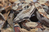 Boa Colombiana 100% Het Blood 66% Het Khal Albino Macho ID R8-16