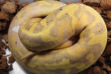 Piton Bola Banana Pied Hembra ID R2-15
