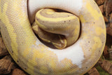 Piton Bola Banana Pied Hembra ID R2-15