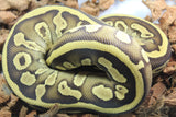 Piton Bola BLesser Leopard Asphalt/Yellowbelly Hembra iD R9-17