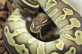 Piton Bola BLesser Leopard Asphalt/Yellowbelly Hembra iD R9-17