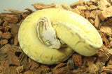 Piton Bola Super Pastel Fire Spider Bongo Macho ID R5-15