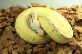 Piton Bola Super Pastel Fire Spider Bongo Macho ID R5-15