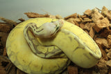 Piton Bola Super Pastel Fire Spider Bongo Macho ID R5-15