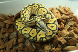 Piton Bola Pastel Special Hypo Macho ID R5-13
