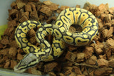 Piton Bola Pastel Special Hypo Macho ID R5-13