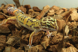 Gecko Leopardo Clown Het Tremper Macho ID R12-03
