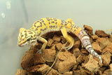 Gecko Leopardo Clown Het Tremper Macho ID R12-03