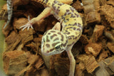 Gecko Leopardo Clown Het Tremper Macho ID R12-04