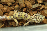 Gecko Leopardo Clown Het Tremper Macho ID R12-04