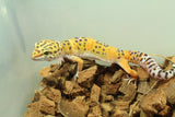 Gecko Leopardo Clown Het Tremper Macho ID R12-05