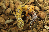Gecko Leopardo Clown Het Tremper Macho ID R12-05