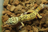 Gecko Leopardo Clown Het Tremper Macho ID R12-09