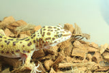 Gecko Leopardo Clown Het Tremper Macho ID R12-09