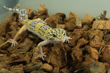 Gecko Leopardo Clown Het Tremper Macho ID R12-15