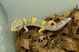 Gecko Leopardo Clown Het Tremper Macho ID R12-15