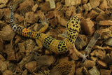 Gecko Leopardo Clown Het Tremper ID R6-08