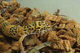 Gecko Leopardo Clown Het Tremper ID R6-08