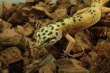 Gecko Leopardo Clown Het Tremper ID R6-14