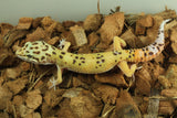 Gecko Leopardo Clown Het Tremper ID R6-14