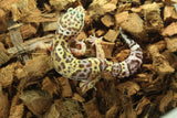 Gecko Leopardo Clown Tremper ID R6-16
