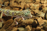 Gecko Leopardo Clown Tremper ID R6-16