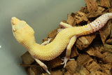 Gecko Leopardo Blood Bell Radar Macho ID R6-17