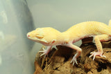 Gecko Leopardo Blood Bell Radar Macho ID R6-17