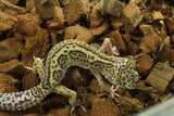 Gecko Leopardo Clown Tremper Macho ID R6-18