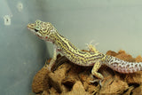 Gecko Leopardo Clown Tremper Macho ID R6-18