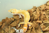 Gecko Leopardo W&Y Blood PH Tremper Eclipse Hembra ID R6-20