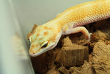 Gecko Leopardo W&Y Blood PH Tremper Eclipse Hembra ID R6-20