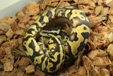 Piton Bola Leopard Firefly Het Pied 66% Het Albino Macho ID R4-07