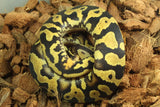 Piton Bola Leopard Firefly Het Pied 66% Het Albino Macho ID R4-07