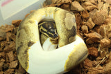 Piton Bola Enchi Pied Hembra ID R4-13