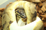 Piton Bola Enchi Pied Hembra ID R4-13