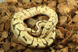 Piton Bola Pastel Lesser Spider Macho ID R3-04