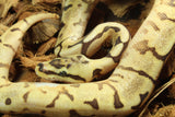 Piton Bola Pastel Lesser Spider Macho ID R3-04