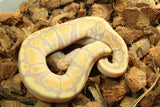 Piton Bola Banana Yellowbelly Macho ID R3-13