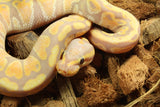 Piton Bola Banana Yellowbelly Macho ID R3-13